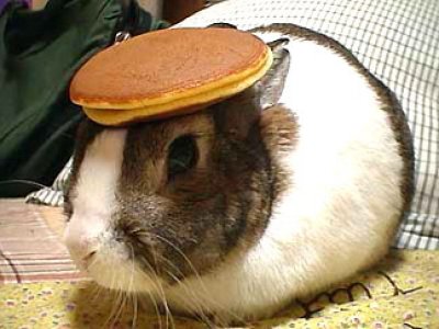 Rabbit with Pancake