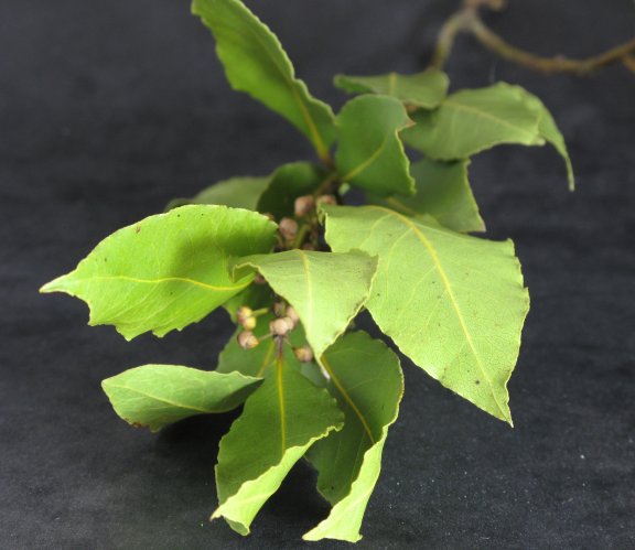 Dried Bay Leaves