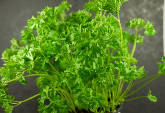 Parsley