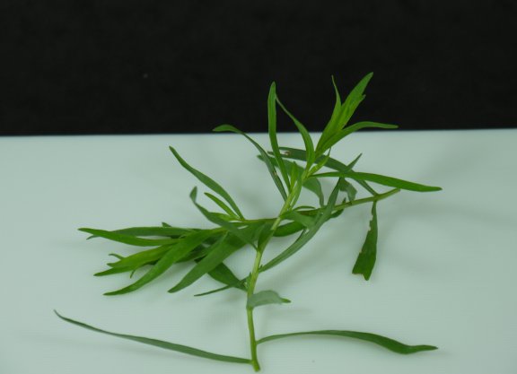 Fresh Tarragon